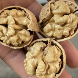 گردو